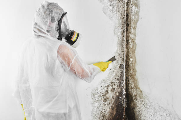 Best Bathroom Mold Remediation in Sonoma, CA