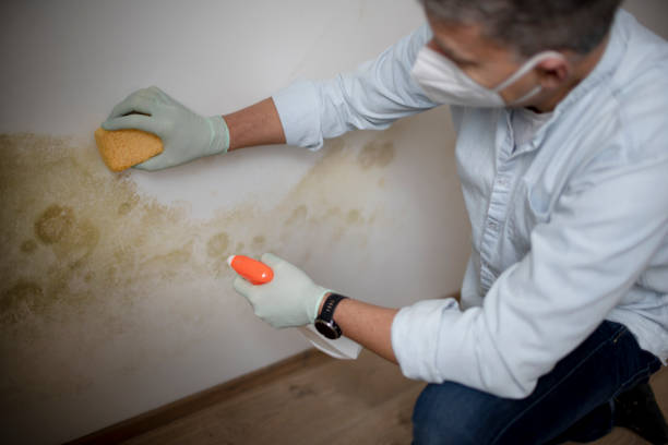 Best Industrial Mold Remediation in Sonoma, CA